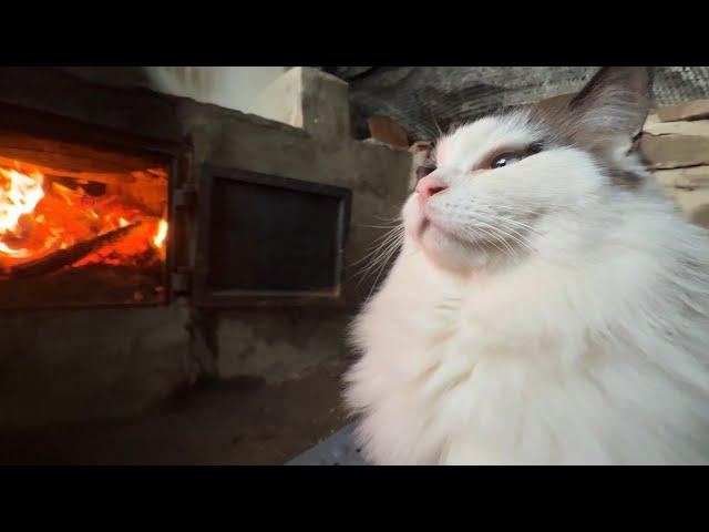 City Cat Falls in Love with Fire-Watching in the Countryside