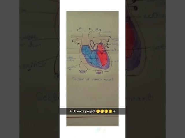 ##Science project on human heart ️️️️️️