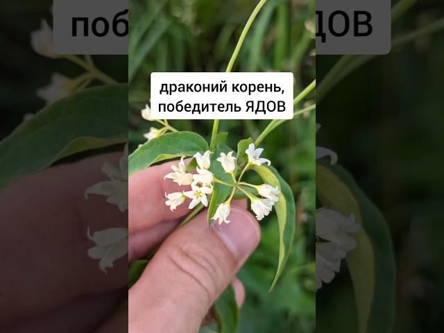 Ластовень ласточкин - драконий корень, побеждающий яды #лекарственныетравы #травы #травник #растения