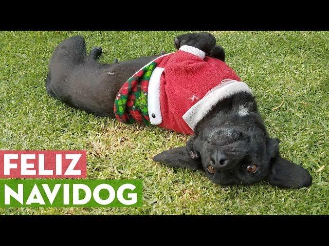 Feliz Navidog