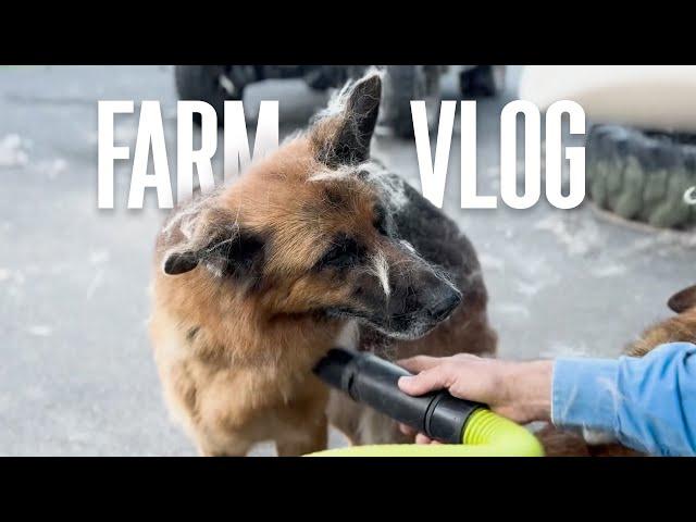 Update on Lily - German Shepherd | My Life Vlog as a Veteran with Lots of Dogs - Dog Farm Australia