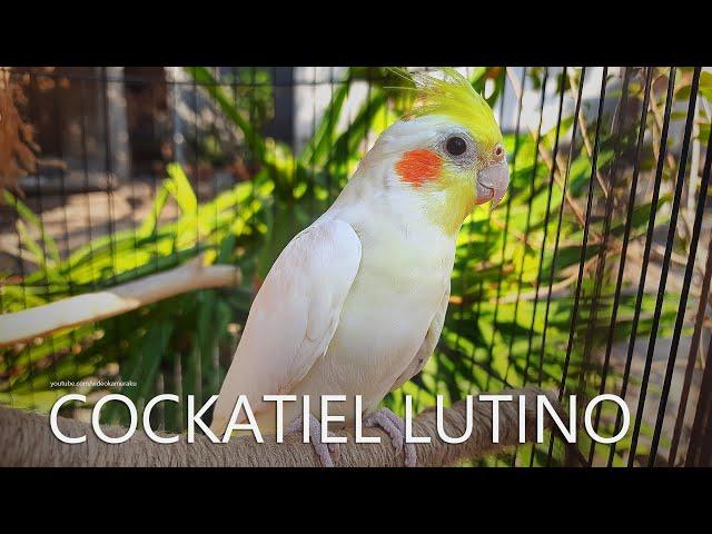 Male Lutino Cockatiel - from Nono and His Female