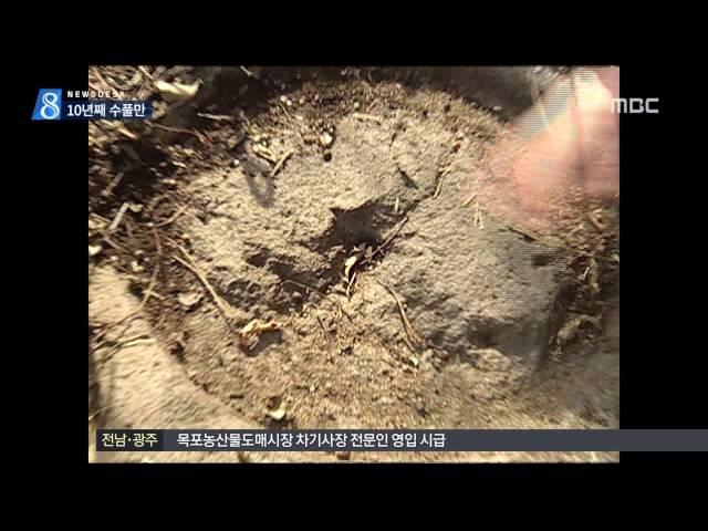 [목포MBC] 천년사찰터, 10년째 수풀만