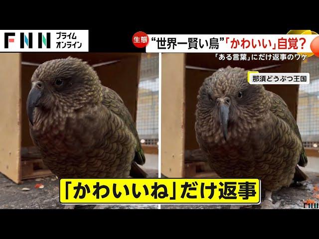 「かわいいね」と言われた時だけ返事する鳥！“世界一賢い”ミヤマオウムが人気　那須どうぶつ王国(2024/08/20)