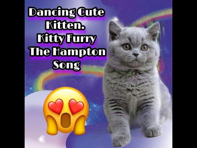 Dancing Cute Kitten. Kitty Furry Dancing The Hampton Song