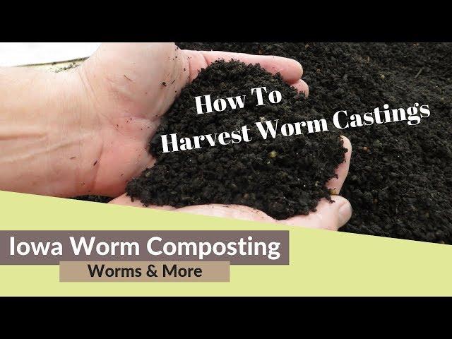 How To Harvest Worm Castings