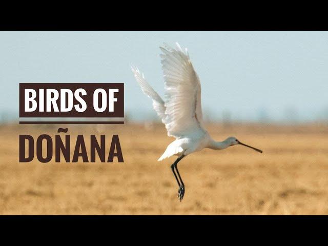 Birds of Doñana National Park