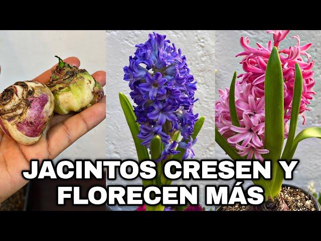 ASÍ FLORECEN MÁS  LOS JACINTOS Y CRECEN MAS BONITOS - Hyacinthus