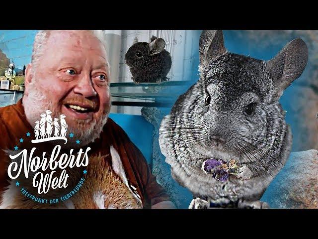 TRAURIGE WAHRHEIT - CHINCHILLAS ZUR FELLGEWINNUNG | NORBERTS WELT | Zoo Zajac