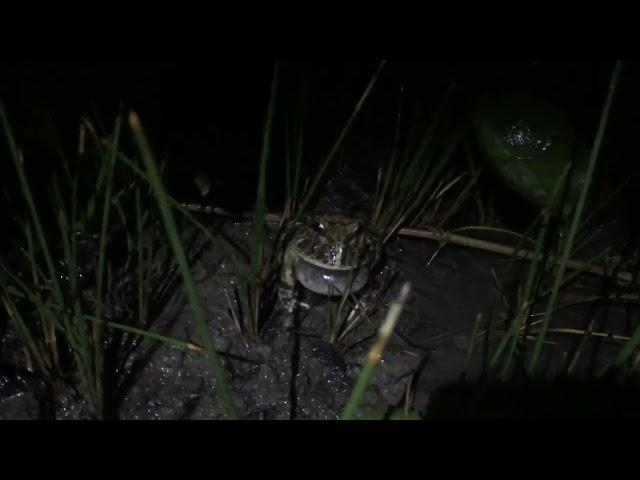 Ceratophrys joazeirensis