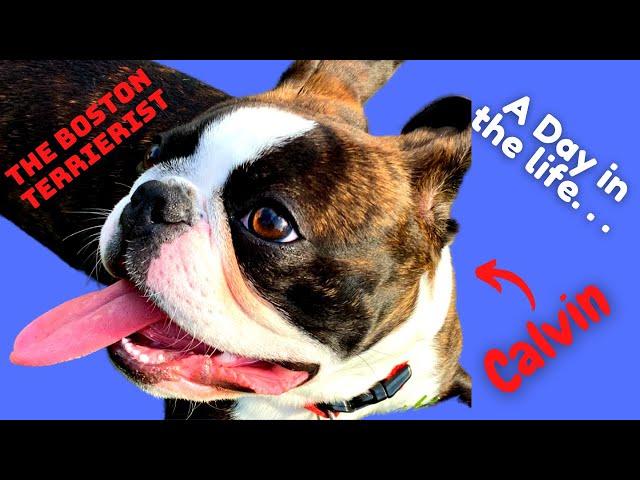 DAY IN THE LIFE ~ *CUTE* BOSTON TERRIER ~ CALVIN!!