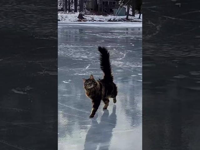 These animals were found frozen in ice. #facts #animals #wildlife