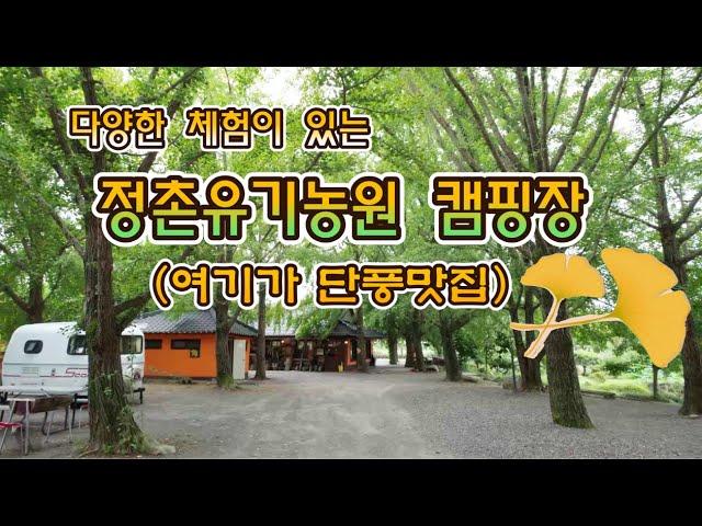 (충남 보령) 드론, 4K/다양한 농촌 체험과/은행나무 가득한/단풍명소/정촌유기농원캠핑장/충청 캠핑장 리뷰는 캠핑보다