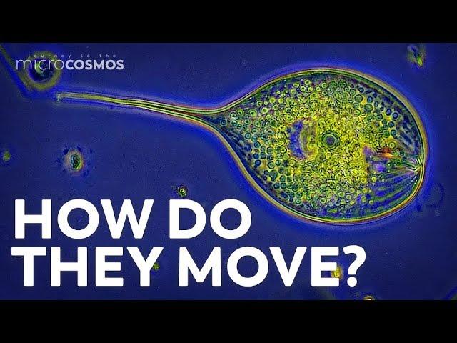 How Do Protozoa Get Around?