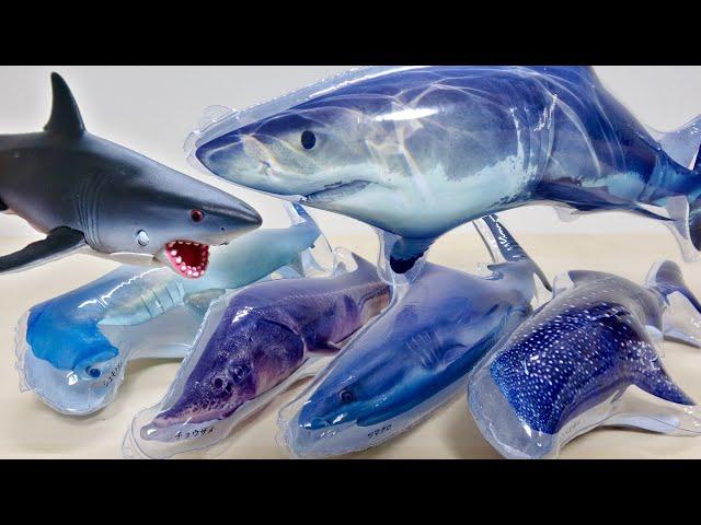 Inflate all kinds of sharks!Shark Big Book!Great WhiteShark Hammerhead Shark WhaleShark