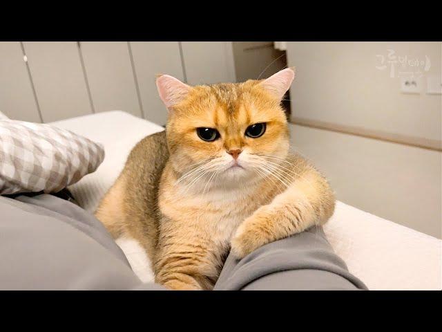 Cat's reaction to finding sick owner.