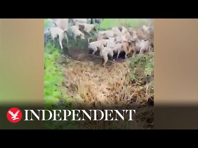 Footage appears to show pack of hounds savage fox in illegal hunt