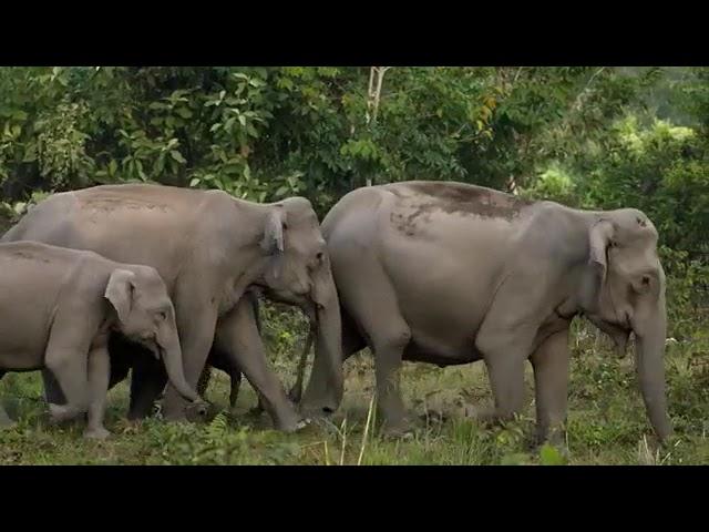 Into the Wild: India - Path of the Matriarch (2018)