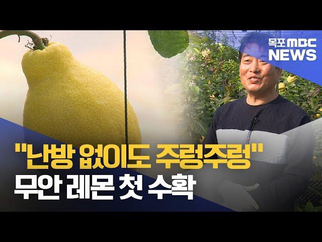 겨울철 난방 없이도..무안 레몬 첫 수확[목포MBC 뉴스데스크]