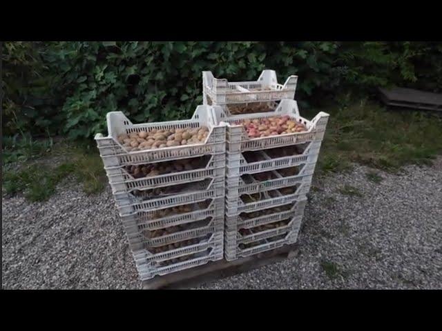 potato breeding #219 harvesting tubers from seedling plants TPS after phytophthora attack.