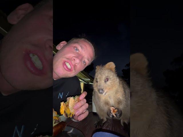 Adorable Quokka Joins Man for Dinner