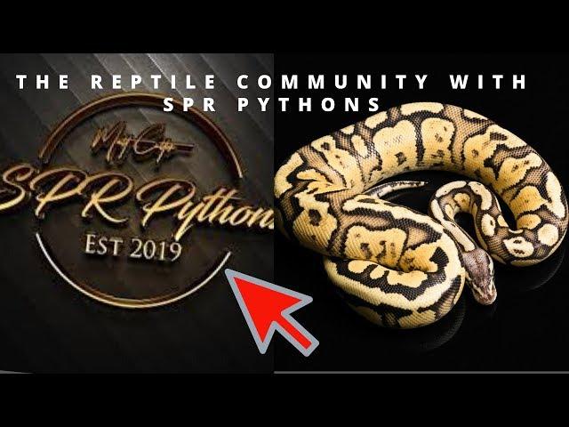 The Ball PythonCommunity with...SPR PYTHONS