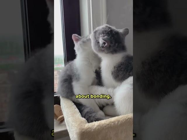 Why Kittens Groom Older Cats 