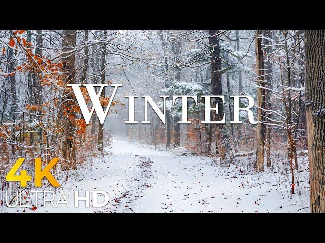 Experience Winter in Switzerland ️ The most beautiful frozen foliage scene ever seen.