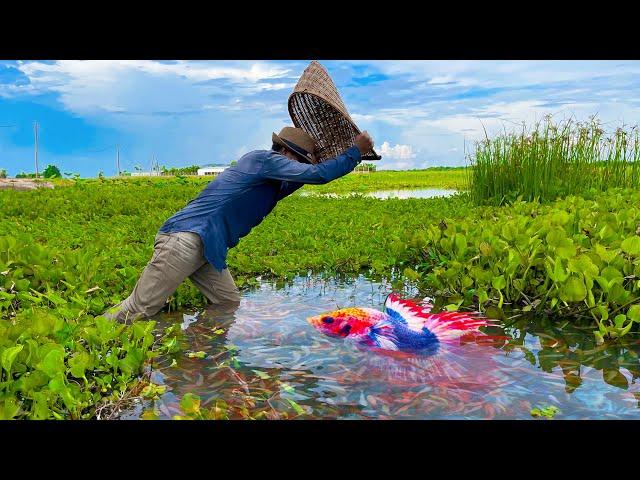 Catching Betta Fish And Wild Betta Fish At The Countryside, Unbelievable Catching (Episode 9)