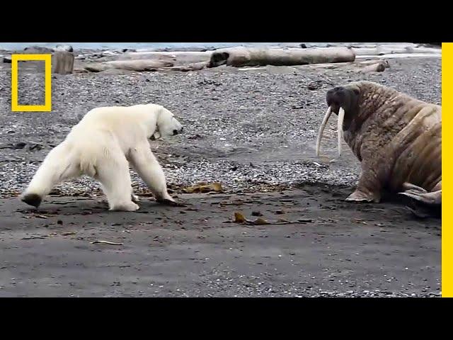 Mother Polar Bear, Desperate for Food, Tests Walrus | National Geographic