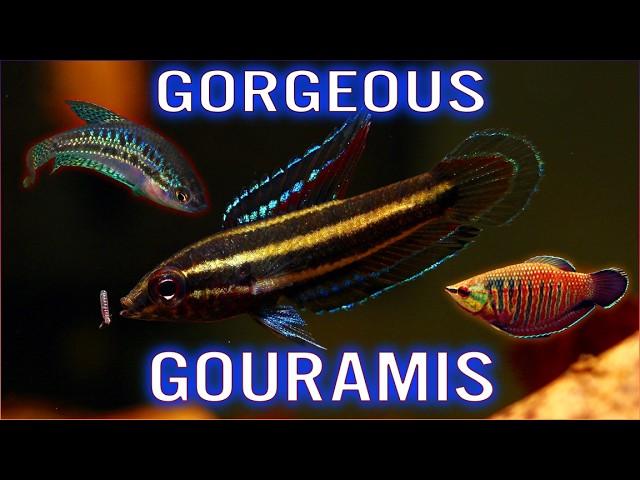 12 Beautiful Gourami Fish for Your Collection!