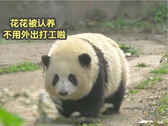 huahua hehua panda认养大熊猫花花需要多少条件，有什么特权？认养大熊猫还是非常有用的