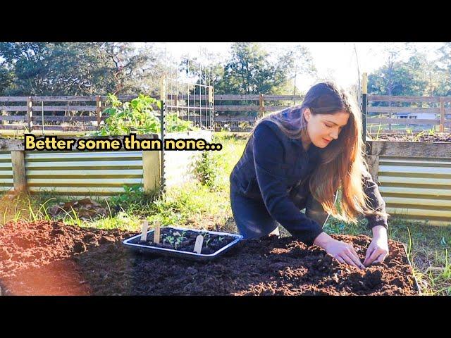 GARDEN VLOG I *Finally* planting broccoli, cauliflower, cabbage & more (brassicas) cold crop garden