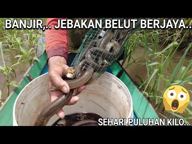 KENAPAA WAKTU BANJIR BANYAK BELUT,.. MUNGKIN KARNA MEREKA JALANNYA MERABAA.....