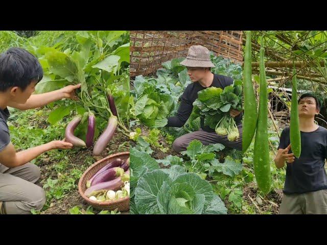 ( Robert's journey of survival part 2 ). Growing vegetables successfully.  Green forest life