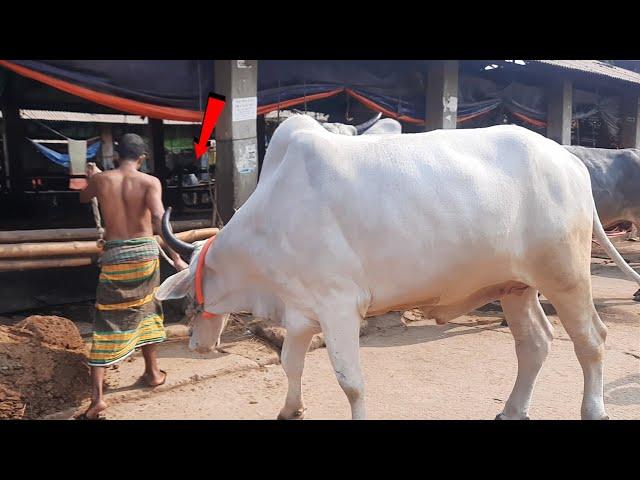 Gabtoli gorur haat 2021 | Biggest Cow Market 2021 | Biggest Cattle Market 2021