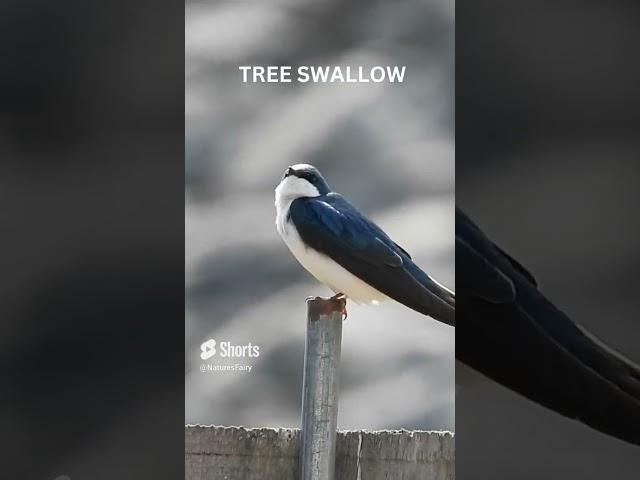 SO pretty Tree Swallow #Shorts