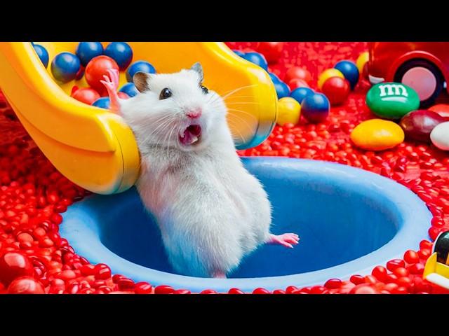 Hamster Escapes Ball Pit Pool | Adorable Hamster Adventures