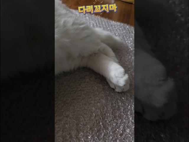 다리꼬지 마 #cat #cute #쇼츠 #고양이 일상 #순창