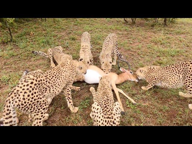 Eight Cheetahs, One Carcass | The Lion Whisperer