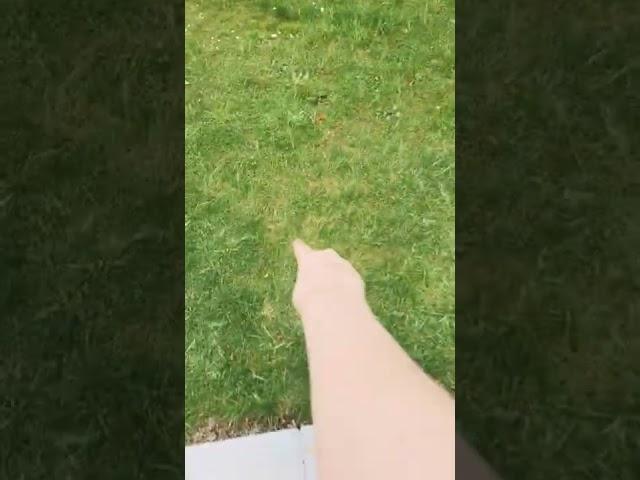 Touching grass (NEARLY DIED)