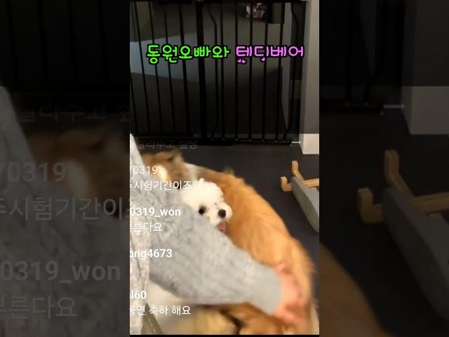정동원 강아지 테디베어 넘 귀여워!!