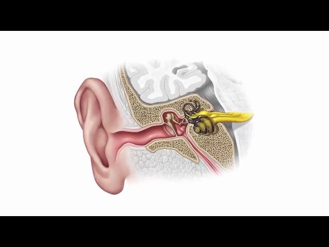 Як ми чуємо? Про слух, втрату слуху і слухові апарати