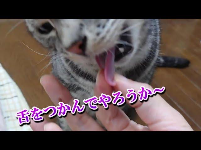 猫の舌ってどんなかな（アメリカンショートヘア）