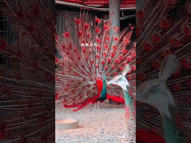 Peacock Bird,  Most  different videos & Mor Peacock dance #pravinthakor #peacock  part-217