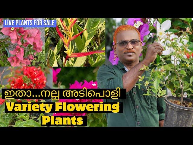 കൂട്ടുകാരെ.. നിങ്ങൾ കൊതിച്ച bougainvillea ചെടികളും Variety flowering ചെടികളും#evergreen_media_vlog