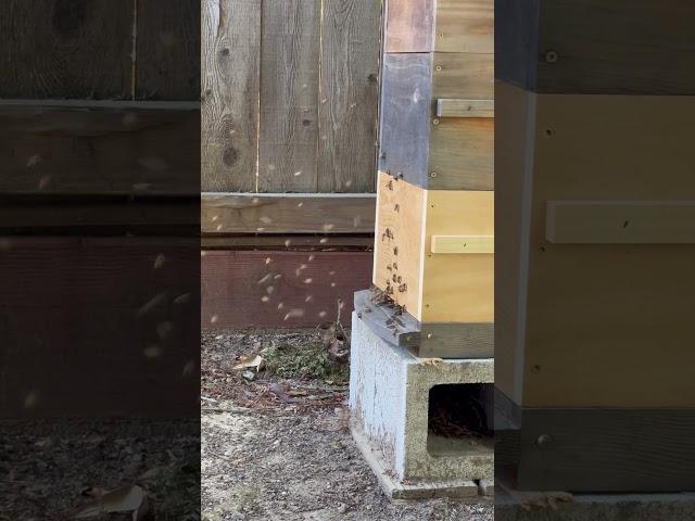 This was at the entrance of my Warre hive today June 14. Anyone have an idea about what’s going on?