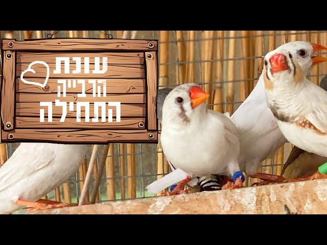 עונת הרבייה של ציפורי הנוי התחילה רשמית