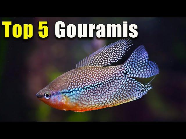 Top 5 BEST Gourami Fish!