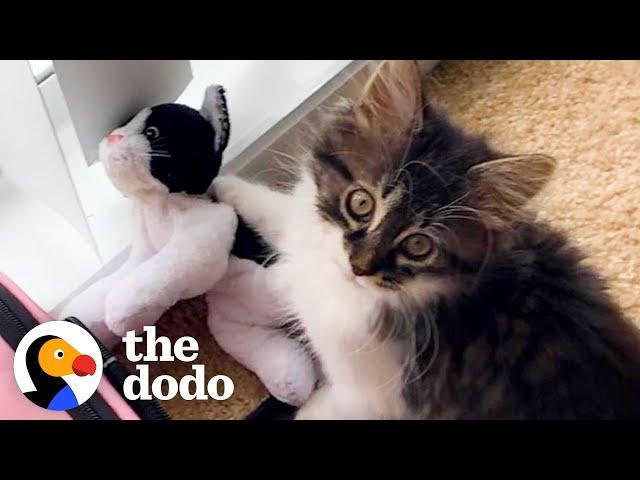 Cat Who Loves Stuffed Animals Finally Gets a Real Sibling | The Dodo